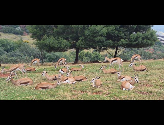 11HA FARM FOR SALE IN PROTEA RIDGE